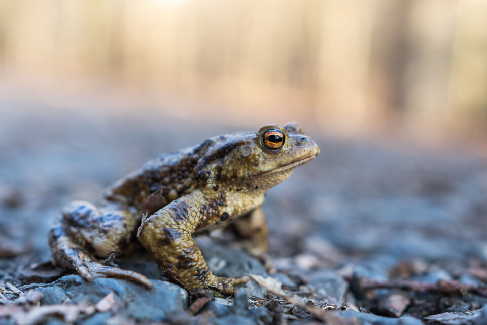 Arkadiusz Kolos / Shutterstock A European toad (bufo bufo) on a forest road